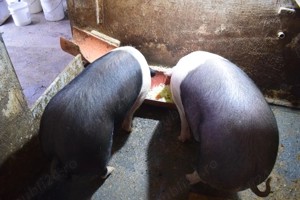 vand porci rasa bazna - imagine 2