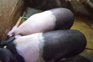 vand porci rasa bazna - imagine 4