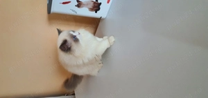 Motanel Ragdoll Cu Pedigree - imagine 5