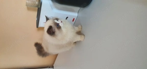 Motanel Ragdoll Cu Pedigree - imagine 4