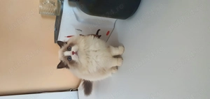 Motanel Ragdoll Cu Pedigree - imagine 3