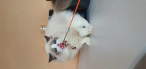 Motanel Ragdoll Cu Pedigree