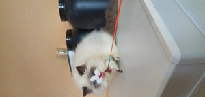 Motanel Ragdoll Cu Pedigree - imagine 2