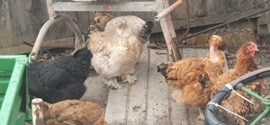 Oua incubat gaini motate, încălțate, barboase. - imagine 6