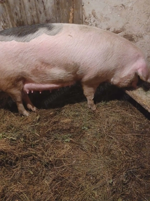 Vand scroafa cu 9 purcei !! - imagine 5