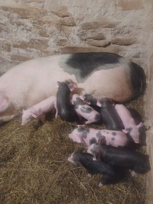 Vand scroafa cu 9 purcei !! - imagine 4