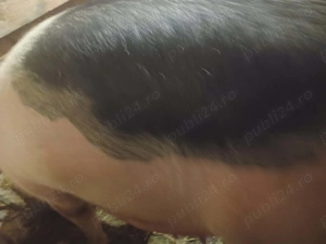 Vand scroafa cu 9 purcei !! - imagine 3