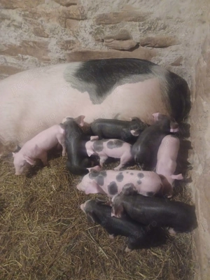 Vand scroafa cu 9 purcei !! - imagine 2