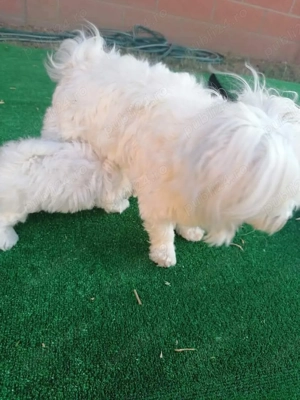 De vânzare. - imagine 3