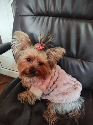 yorkshier fetita caut baietel