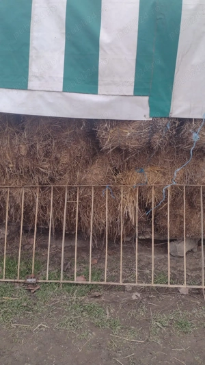 Baloți de lucernă  - imagine 3