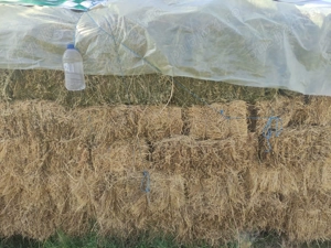 Baloți de lucernă  - imagine 2