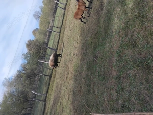 Scroafe pentru reproducere - imagine 3