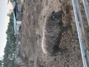 Scroafe pentru reproducere - imagine 5