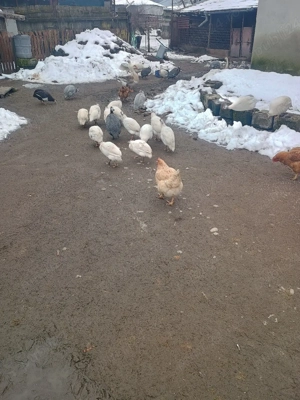 Bibilici de vânzare  - imagine 2