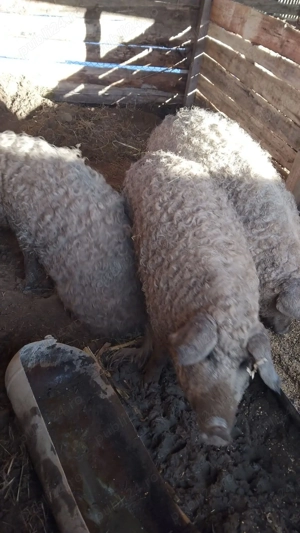 Scroafe pentru reproducere - imagine 2