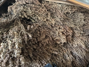 Busuioc uscat de vânzare 