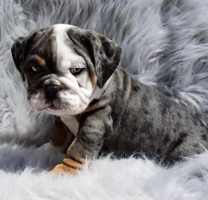 pui de buldog englez - imagine 2