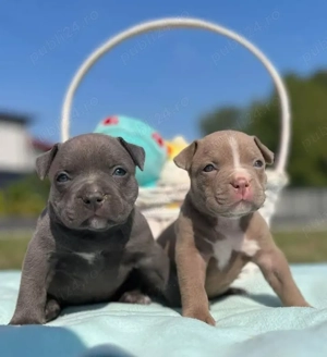 pui de buldog englez