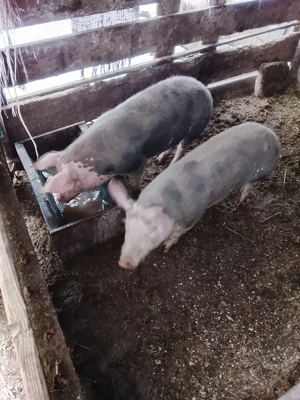 de vinzare 2 scrofite tel  