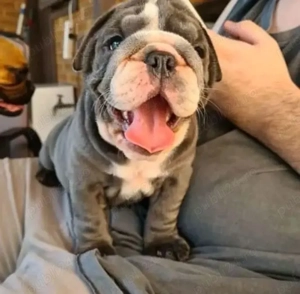 pui de bulldog englez