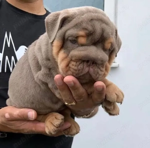 pui de buldog englez - imagine 3