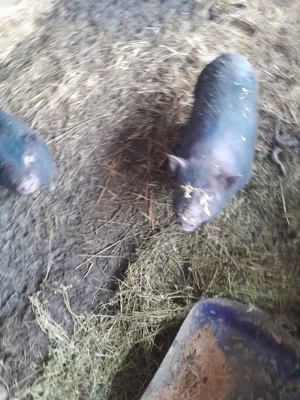 Porci vietnamezi ,scroafe gestante,vier,purcei. - imagine 4