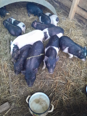 Porci vietnamezi ,scroafe gestante,vier,purcei. - imagine 5