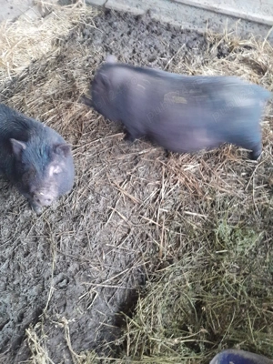 Porci vietnamezi ,scroafe gestante,vier,purcei. - imagine 3