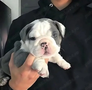 pui de bulldog englez - imagine 3
