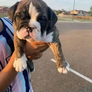 pui de bulldog englez - imagine 4