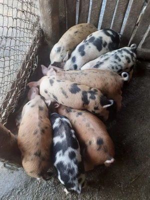 Vând purcei de țară  - imagine 2