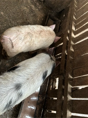 vand porci  - imagine 5