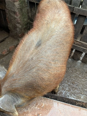 vand porci  - imagine 3