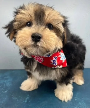 pui de Yorkshire  - imagine 3