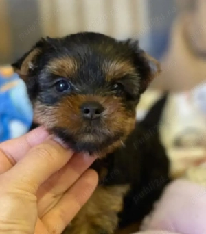 pui de Yorkshire  - imagine 2