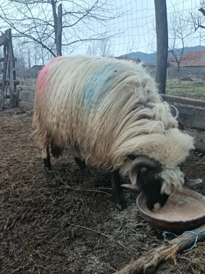 Vând mior    - imagine 5