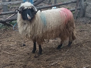 Vând mior    - imagine 3