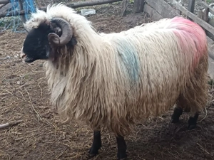 Vând mior    - imagine 2