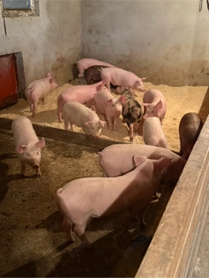 purcei 25-45kg - imagine 2