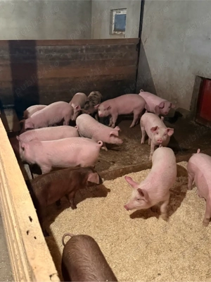 purcei 25-45kg 12-16 saptamani