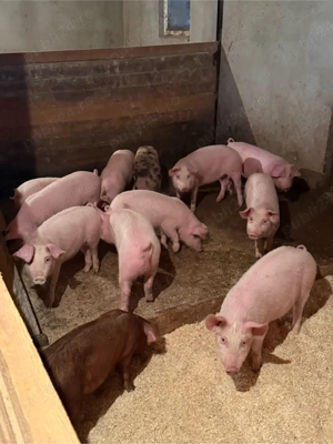 purcei 25-45kg - imagine 4