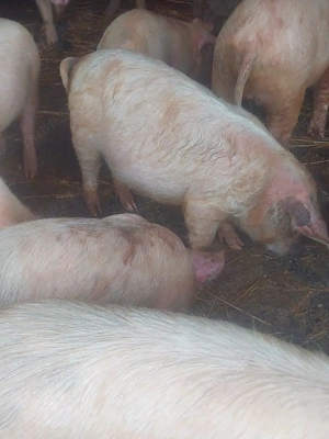 vând saldani si purcei - imagine 5