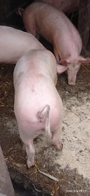 Porci de vânzare 2025 - imagine 2