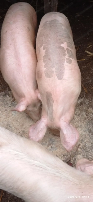 Porci de vânzare 2025 - imagine 3