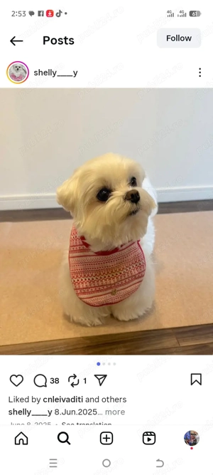 pui de maltez - imagine 4