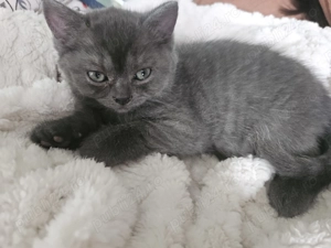 Pui British Shorthair