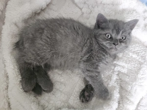 Pui British Shorthair - imagine 2