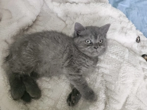 Pui British Shorthair - imagine 3