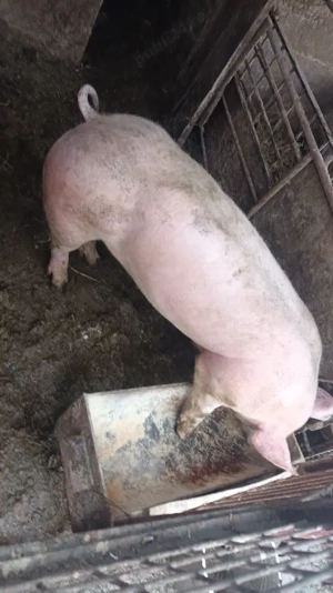 vier monta sau vanzare - imagine 2